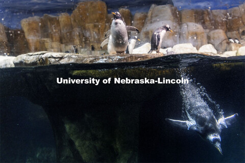 A gentoo penguin takes a plunge at Omaha's Henry Doorly Zoo and Aquarium. Gentoos are the fastest un