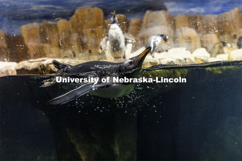 A gentoo penguin takes a plunge at Omaha's Henry Doorly Zoo and Aquarium. Gentoos are the fastest un