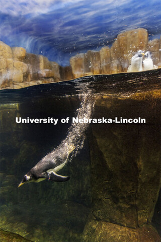 A gentoo penguin takes a plunge at Omaha's Henry Doorly Zoo and Aquarium. Gentoos are the fastest un