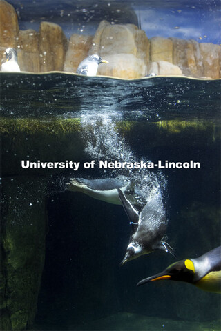 A gentoo penguin takes a plunge at Omaha's Henry Doorly Zoo and Aquarium. Gentoos are the fastest un