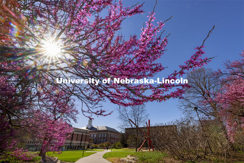 Redbud trees bloom near Love Library. Spring on City Campus. April 12, 2021. 