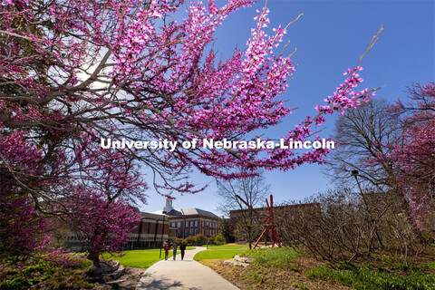 Redbud trees bloom near Love Library. Spring on City Campus. April 12, 2021. 