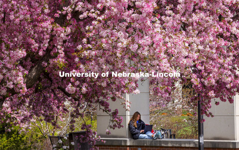 Audrey Freyhof, a junior from Hamilton, Michigan, studies amongst the flowering trees on the ledge o