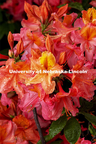 Apricot Blush Rhododendron on East Campus’ Maxwell Arboretum.  May 18, 2021. 