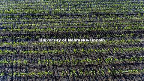 New corn is highlighted by the morning sun in northeast Gage County. June 3, 2021. 
