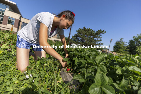 Kat Woerner picks strawberries in the Student Organic Farm on East Campus. June 10, 2021. 