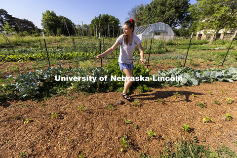 Kat Woerner helps Nash Leef pull soaker hoses through the garden beds in the Student Organic Farm on