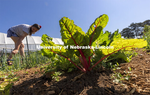 Swiss chard is highlighted by the morning sun. Student Organic Farm on East Campus. June 10, 2021. 