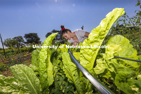 Kat Woerner works in the Student Organic Garden on East Campus. June 10, 2021. 