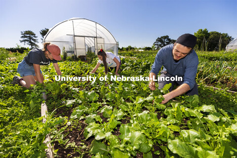 Kennadi Griffis, Kat Woerner and Dylan Usher weed a bed in the Student Organic Garden on East Campus