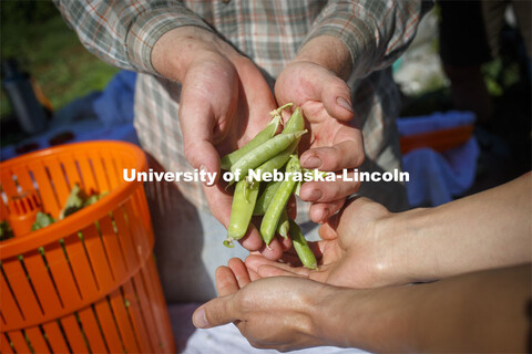 Students work in the Student Organic Garden on East Campus while CSA (Community Supported Agricultur