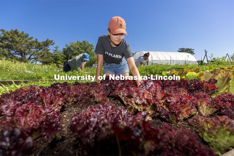 Kennadi Griffis, a sophomore in environmental science from Lincoln, weeds a row of Midnight Ruffles 