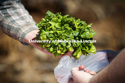 Mache Lettuce, also known as Corn Salad, is one of the varieties the CSA patrons received Saturday. 