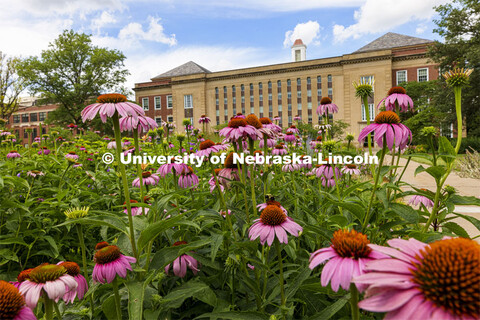 Purple cone flowers bloom in the Love gardens outside of the Love Library on City Campus. June 29, 2