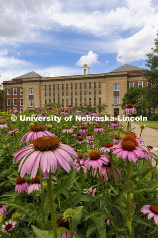 Purple cone flowers bloom in the Love gardens outside of the Love Library on City Campus. June 29, 2