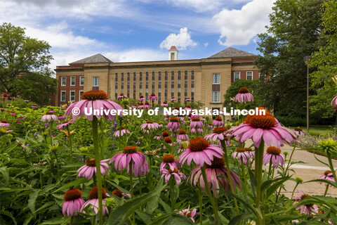 Purple cone flowers bloom in the Love gardens outside of the Love Library on City Campus. June 29, 2