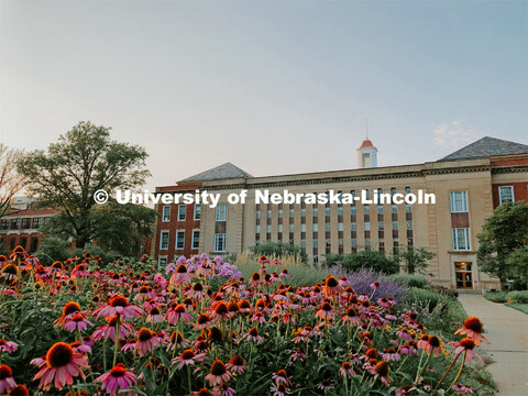 The Love Garden is in bloom on the south side of the Love Library on City Campus. July 21, 2021. 