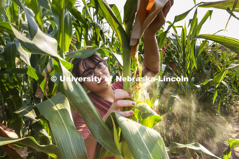 Pollen pours out as Cleopatra Babor pollinates the silks of an ear of corn as part of her summer McN