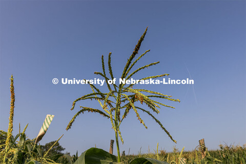 Pollen laden corn tassels get bagged in an East Campus research field. Professor David Holding and s