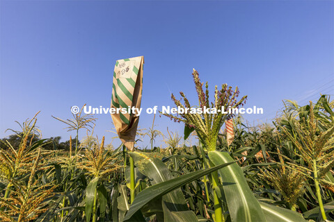 Pollen laden corn tassels get bagged in an East Campus research field. Professor David Holding and s