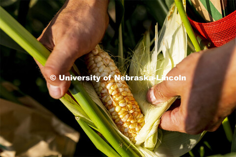 Sweet corn crossed with colored corn shows the coloration of its kernels. The corn is 20-25 days aft
