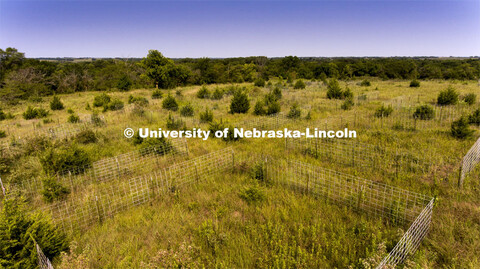 Biological/botanical study plots with invasive Red Cedar trees dot the top of the hill at Reller Pra