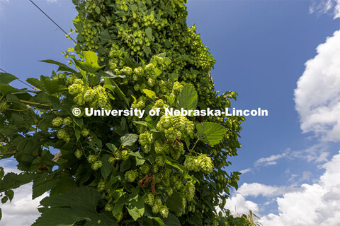 David Mabie, Assistant Professor of Practice in the Department of Biological Systems Engineering, is