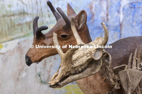 The syndyoceras — or “little antelope,” as some among the museum’s staff refer to it — dis