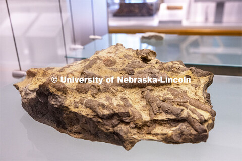 Rugose Coral block from Cass County, Nebraska. State Museum exhibits in Morrill Hall. September 2, 2