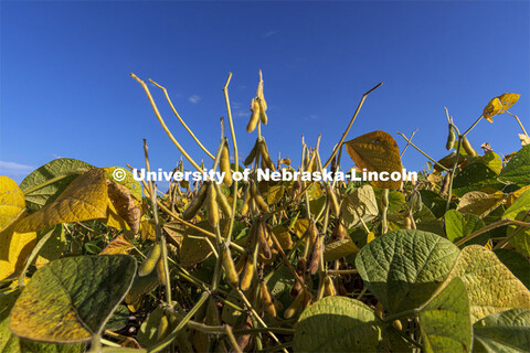 A field of soybeans ripen in the last few days of summer north of Adams, Nebraska. September 19, 202