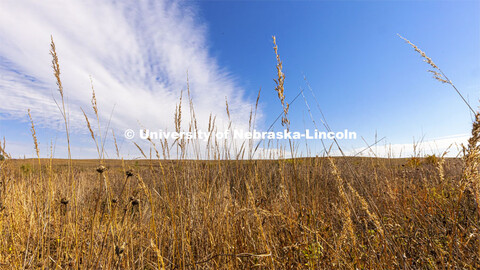 Fall prairie grasses at the Spring Creek Prairie Audubon Center near Denton, NE. October 22, 2021. 