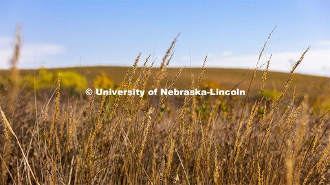 Fall prairie grasses at the Spring Creek Prairie Audubon Center near Denton, NE. October 22, 2021. 