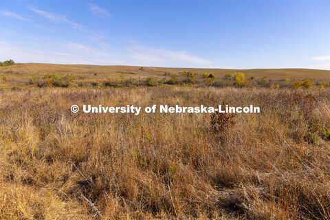 Fall prairie grasses at the Spring Creek Prairie Audubon Center near Denton, NE. October 22, 2021. 