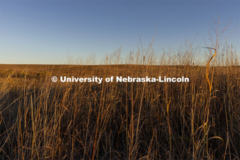 Fall prairie grasses at the Spring Creek Prairie Audubon Center near Denton, NE. October 29, 2021. 