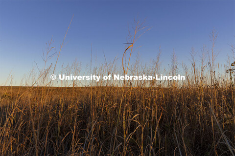 Fall prairie grasses at the Spring Creek Prairie Audubon Center near Denton, NE. October 29, 2021. 