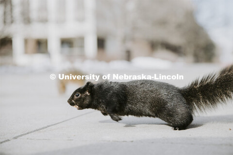 Husker squirrels on city campus outside Pound Hall. January 7, 2022 