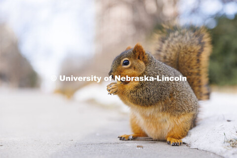 Husker squirrels on city campus outside Pound Hall. January 7, 2022 