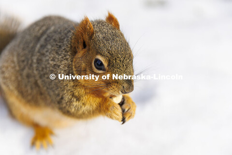 Husker squirrels on city campus outside Pound Hall. January 7, 2022 