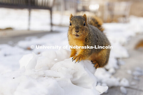 Husker squirrels on city campus outside Pound Hall. January 7, 2022 