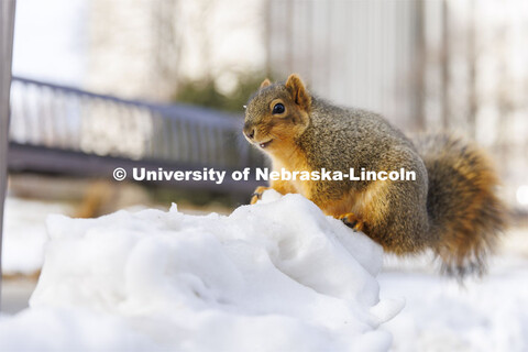 Husker squirrels on city campus outside Pound Hall. January 7, 2022 