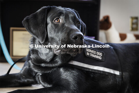 Freddie is a service dog that is being trained by Liz Higley, a 2019 Animal Science grad and owner o