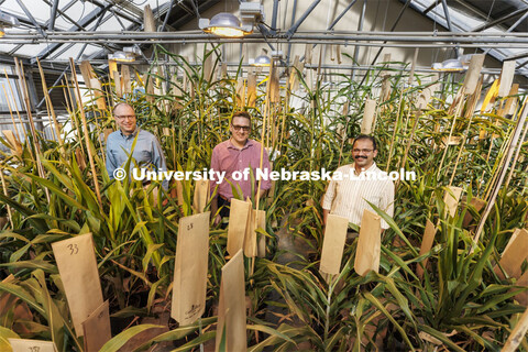 Scott Sattler, Tomas Helikar and Joe Louis are researching sorghum genetics to develop plants that c