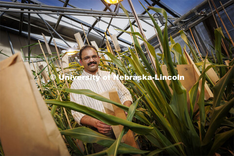 Joe Louis is researching sorghum genetics to develop sorghum that can fend off sugar cane aphids whi