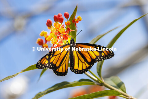 A Monarch butterfly rests on the flower of a tropical milkweed in an East Campus greenhouse. Miyauna