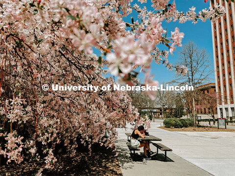 Spring on city campus. 