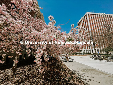 Spring on city campus. 