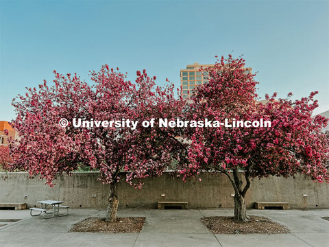 Spring on city campus. 