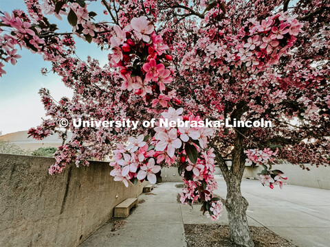 Spring on city campus. 