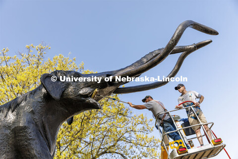 Archie the mammoth sculpture has his teeth brushed by JR Elkins of G&M Window Service. Elkins and Pr