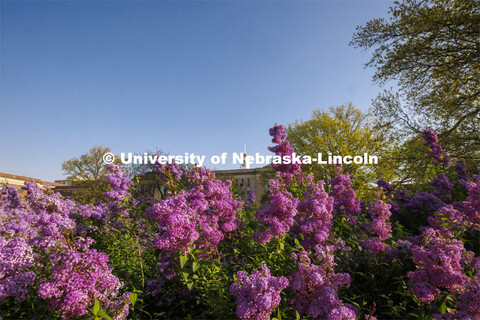 Lilacs bloom in front of Love Library. May 9, 2021. 